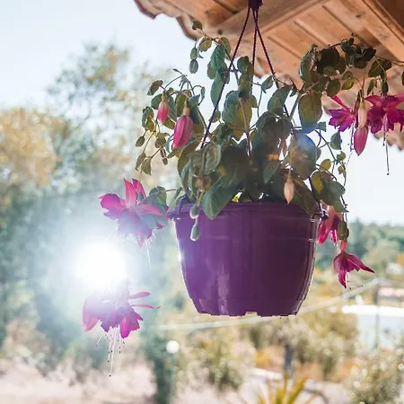 Nikos & Vivi Appartement